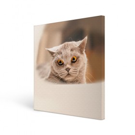 Холст квадратный с принтом Британец 7 в Кировске, 100% ПВХ |  | Тематика изображения на принте: британец | британская | британцы | кот | котенок | котик | котэ | кошка