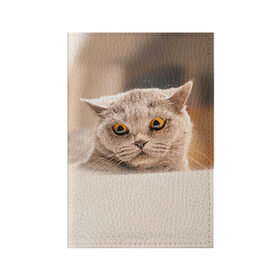 Обложка для паспорта матовая кожа с принтом Британец 7 в Кировске, натуральная матовая кожа | размер 19,3 х 13,7 см; прозрачные пластиковые крепления | британец | британская | британцы | кот | котенок | котик | котэ | кошка