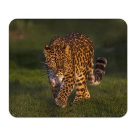 Коврик прямоугольный с принтом Дальневосточный леопард в Кировске, натуральный каучук | размер 230 х 185 мм; запечатка лицевой стороны | дикая кошка | леопард | природа | хищник
