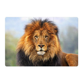 Магнитный плакат 3Х2 с принтом Красавец лев в Кировске, Полимерный материал с магнитным слоем | 6 деталей размером 9*9 см | lion | грива | дикая кошка | добыча | животное | зверь | клыки | когти | король джунглей | лев | мясо | хищник | царь зверей