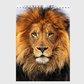 Скетчбук с принтом Красавец лев в Кировске, 100% бумага
 | 48 листов, плотность листов — 100 г/м2, плотность картонной обложки — 250 г/м2. Листы скреплены сверху удобной пружинной спиралью | lion | грива | дикая кошка | добыча | животное | зверь | клыки | когти | король джунглей | лев | мясо | хищник | царь зверей