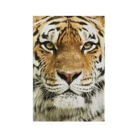 Обложка для паспорта матовая кожа с принтом Амурский тигр в Кировске, натуральная матовая кожа | размер 19,3 х 13,7 см; прозрачные пластиковые крепления | Тематика изображения на принте: амурский | дикая кошка | добыча | животное | зверь | клыки | когти | мясо | тигр | уссурийский | хищник