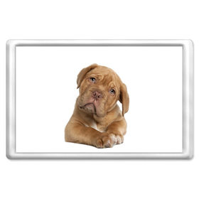 Магнит 45*70 с принтом Грустный щенок в Кировске, Пластик | Размер: 78*52 мм; Размер печати: 70*45 | животное | лучший друг | милаха | няша | собака | собачка | щенок | щеночек