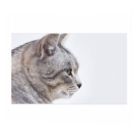 Бумага для упаковки 3D с принтом Серый кот в Кировске, пластик и полированная сталь | круглая форма, металлическое крепление в виде кольца | взгляд | глаза | голова животного | киска | кот | котёнок | кошка | прикольные картинки