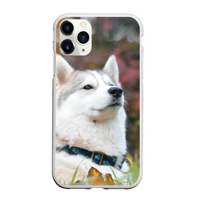 Чехол для iPhone 11 Pro Max матовый с принтом Хаски в Кировске, Силикон |  | лайка | маламут | песик | песики | собака | собаки | хаски