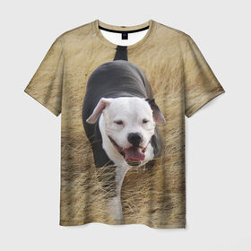 Мужская футболка 3D с принтом Пит-буль на траве в Кировске, 100% полиэфир | прямой крой, круглый вырез горловины, длина до линии бедер | амстафф | буль | пес | песик | питбули | питбуль | собака | собаки | стафф | терьер