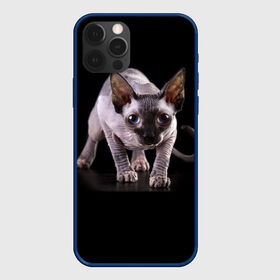 Чехол для iPhone 12 Pro с принтом Сфинкс в Кировске, силикон | область печати: задняя сторона чехла, без боковых панелей | Тематика изображения на принте: взгляд | глаза | голова животного | киска | кот | котёнок | кошка | прикольные картинки