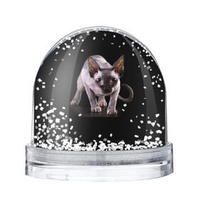 Снежный шар с принтом Сфинкс в Кировске, Пластик | Изображение внутри шара печатается на глянцевой фотобумаге с двух сторон | взгляд | глаза | голова животного | киска | кот | котёнок | кошка | прикольные картинки