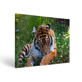 Холст прямоугольный с принтом Скромный тигр в Кировске, 100% ПВХ |  | Тематика изображения на принте: дикие | лев | милые | новинки | орел | популярные | прикольные | природа | птицы | тигр | яркие