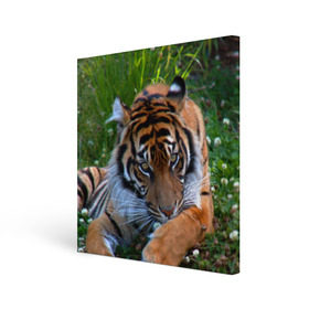 Холст квадратный с принтом Скромный тигр в Кировске, 100% ПВХ |  | Тематика изображения на принте: дикие | лев | милые | новинки | орел | популярные | прикольные | природа | птицы | тигр | яркие