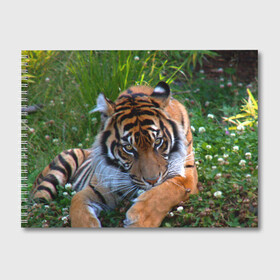 Альбом для рисования с принтом Скромный тигр в Кировске, 100% бумага
 | матовая бумага, плотность 200 мг. | Тематика изображения на принте: дикие | лев | милые | новинки | орел | популярные | прикольные | природа | птицы | тигр | яркие