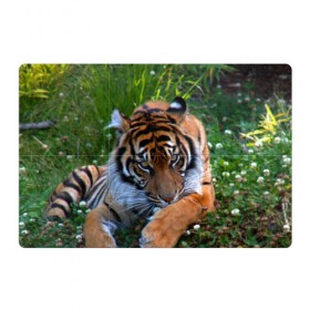 Магнитный плакат 3Х2 с принтом Скромный тигр в Кировске, Полимерный материал с магнитным слоем | 6 деталей размером 9*9 см | Тематика изображения на принте: дикие | лев | милые | новинки | орел | популярные | прикольные | природа | птицы | тигр | яркие