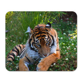 Коврик прямоугольный с принтом Скромный тигр в Кировске, натуральный каучук | размер 230 х 185 мм; запечатка лицевой стороны | Тематика изображения на принте: дикие | лев | милые | новинки | орел | популярные | прикольные | природа | птицы | тигр | яркие