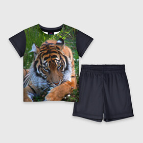 Детский костюм с шортами 3D с принтом Скромный тигр в Кировске,  |  | дикие | лев | милые | новинки | орел | популярные | прикольные | природа | птицы | тигр | яркие