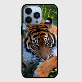 Чехол для iPhone 13 Pro с принтом Скромный тигр в Кировске,  |  | Тематика изображения на принте: дикие | лев | милые | новинки | орел | популярные | прикольные | природа | птицы | тигр | яркие