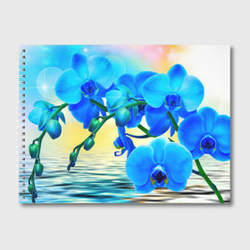 Альбом для рисования с принтом Орхидеи в Кировске, 100% бумага
 | матовая бумага, плотность 200 мг. | Тематика изображения на принте: орхидея | природа | цветы