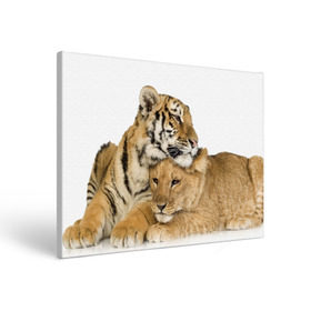 Холст прямоугольный с принтом Тигр и львица в Кировске, 100% ПВХ |  | дикие | милые | природа | тигр | яркие