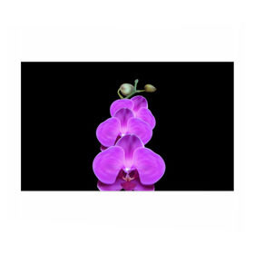 Бумага для упаковки 3D с принтом Орхидея в Кировске, пластик и полированная сталь | круглая форма, металлическое крепление в виде кольца | орхидея | флора | цветок