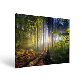 Холст прямоугольный с принтом Утро в лесу в Кировске, 100% ПВХ |  | bright | fog | forest | morning | sun | tree | trees | дерево | деревья | лес | солнце | туман | утро | яркое
