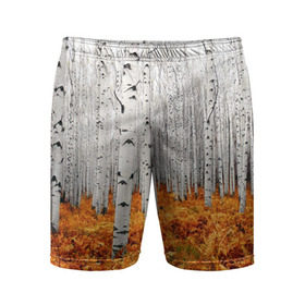 Мужские шорты 3D спортивные с принтом Березовая роща в Кировске,  |  | birch | birch grove | ferns | forest | trees | березовая | березы | деревья | лес | папоротник | роща