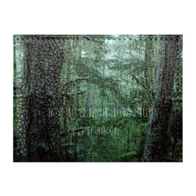 Обложка для студенческого билета с принтом Дремучий лес в Кировске, натуральная кожа | Размер: 11*8 см; Печать на всей внешней стороне | camouflage | dense | fog | forest | spruce | tree | дремучий | ёлка | ельник | камуфляж | лес | маскировка | туман