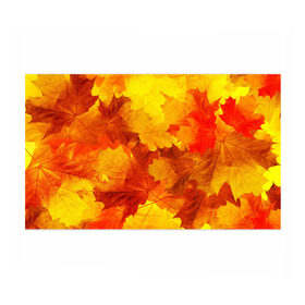 Бумага для упаковки 3D с принтом Осень в Кировске, пластик и полированная сталь | круглая форма, металлическое крепление в виде кольца | autumn | bright | color | forest | leaves | maple | paint | trees | деревья | клен | краски | лес | листья | осень | цвета | яркие