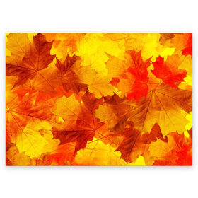 Поздравительная открытка с принтом Осень в Кировске, 100% бумага | плотность бумаги 280 г/м2, матовая, на обратной стороне линовка и место для марки
 | autumn | bright | color | forest | leaves | maple | paint | trees | деревья | клен | краски | лес | листья | осень | цвета | яркие