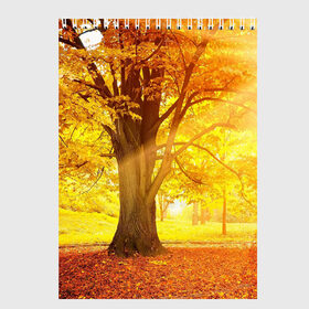 Скетчбук с принтом Осень в Кировске, 100% бумага
 | 48 листов, плотность листов — 100 г/м2, плотность картонной обложки — 250 г/м2. Листы скреплены сверху удобной пружинной спиралью | autumn | bright | colors | forest | paint | trees | деревья | краски | лес | осень | цвета | яркие