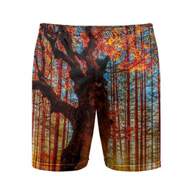 Мужские шорты 3D спортивные с принтом Осень в Кировске,  |  | autumn | bright | colors | forest | trees | деревья | краски | лес | лучи | осень | солнце | цвета | яркие