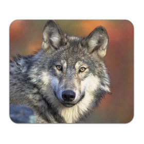 Коврик прямоугольный с принтом Волк в Кировске, натуральный каучук | размер 230 х 185 мм; запечатка лицевой стороны | волк | волки | волчата | волчонок | хищник