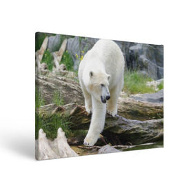 Холст прямоугольный с принтом Белый медведь в Кировске, 100% ПВХ |  | Тематика изображения на принте: арктика