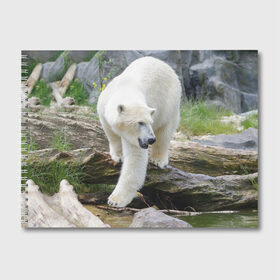 Альбом для рисования с принтом Белый медведь в Кировске, 100% бумага
 | матовая бумага, плотность 200 мг. | Тематика изображения на принте: арктика
