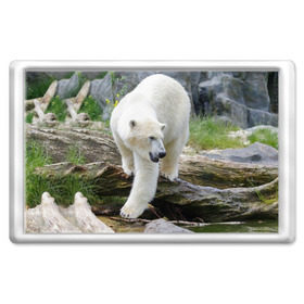 Магнит 45*70 с принтом Белый медведь в Кировске, Пластик | Размер: 78*52 мм; Размер печати: 70*45 | Тематика изображения на принте: арктика