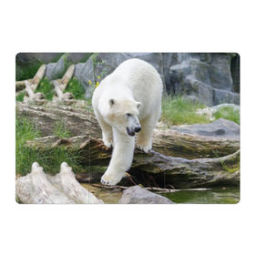 Магнитный плакат 3Х2 с принтом Белый медведь в Кировске, Полимерный материал с магнитным слоем | 6 деталей размером 9*9 см | Тематика изображения на принте: арктика