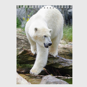 Скетчбук с принтом Белый медведь в Кировске, 100% бумага
 | 48 листов, плотность листов — 100 г/м2, плотность картонной обложки — 250 г/м2. Листы скреплены сверху удобной пружинной спиралью | арктика