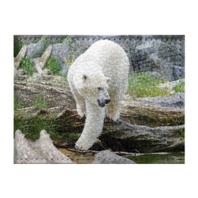 Обложка для студенческого билета с принтом Белый медведь в Кировске, натуральная кожа | Размер: 11*8 см; Печать на всей внешней стороне | Тематика изображения на принте: арктика
