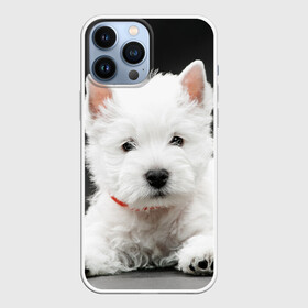Чехол для iPhone 13 Pro Max с принтом Вест хайленд уайт терьер в Кировске,  |  | вест хайленд уайт терьер | животное | порода | собака