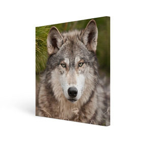 Холст квадратный с принтом Волк в Кировске, 100% ПВХ |  | Тематика изображения на принте: animal | eyes | forest | predator | wild | wolf | взгляд | волк | дикий | животное | зверь | лес | хищник