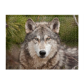 Обложка для студенческого билета с принтом Волк в Кировске, натуральная кожа | Размер: 11*8 см; Печать на всей внешней стороне | animal | eyes | forest | predator | wild | wolf | взгляд | волк | дикий | животное | зверь | лес | хищник