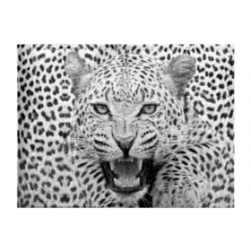 Обложка для студенческого билета с принтом Леопард в Кировске, натуральная кожа | Размер: 11*8 см; Печать на всей внешней стороне | animal | eyes | jaws | leopard | malicious | predator | spotted | teeth | wild | взгляд | дикий | животное | злой | клыки | леопард | оскал | пасть | пятнистый | хищник