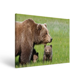 Холст прямоугольный с принтом Медведи в Кировске, 100% ПВХ |  | animals | bears | children | family | green | meadow | mother | predators | дети | животные | зеленая | мама | медведи | поляна | семья | хищники