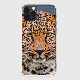 Чехол для iPhone 12 Pro с принтом Леопард в Кировске, силикон | область печати: задняя сторона чехла, без боковых панелей | animal | leopard | look | predator | spotted | wild | взгляд | дикий | животное | леопард | пятнистый | хищник
