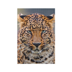 Обложка для паспорта матовая кожа с принтом Леопард в Кировске, натуральная матовая кожа | размер 19,3 х 13,7 см; прозрачные пластиковые крепления | animal | leopard | look | predator | spotted | wild | взгляд | дикий | животное | леопард | пятнистый | хищник