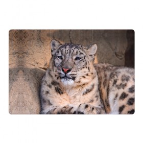 Магнитный плакат 3Х2 с принтом Леопард в Кировске, Полимерный материал с магнитным слоем | 6 деталей размером 9*9 см | Тематика изображения на принте: animal | leopard | look | predator | spotted | wild | взгляд | дикий | животное | леопард | пятнистый | хищник