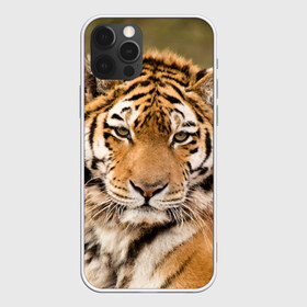 Чехол для iPhone 12 Pro Max с принтом Тигр в Кировске, Силикон |  | animal | predator | striped | tiger | view | wild | взгляд | дикий | животное | полосатый | тигр | хищник