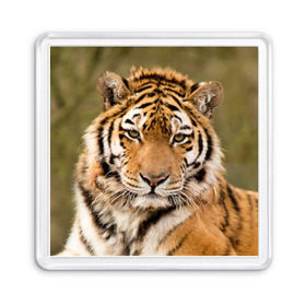 Магнит 55*55 с принтом Тигр в Кировске, Пластик | Размер: 65*65 мм; Размер печати: 55*55 мм | animal | predator | striped | tiger | view | wild | взгляд | дикий | животное | полосатый | тигр | хищник