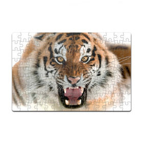 Пазл магнитный 126 элементов с принтом Тигр в Кировске, полимерный материал с магнитным слоем | 126 деталей, размер изделия —  180*270 мм | animal | predator | striped | tiger | view | wild | взгляд | дикий | животное | полосатый | тигр | хищник