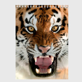 Скетчбук с принтом Тигр в Кировске, 100% бумага
 | 48 листов, плотность листов — 100 г/м2, плотность картонной обложки — 250 г/м2. Листы скреплены сверху удобной пружинной спиралью | animal | predator | striped | tiger | view | wild | взгляд | дикий | животное | полосатый | тигр | хищник