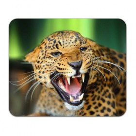 Коврик прямоугольный с принтом Леопард в Кировске, натуральный каучук | размер 230 х 185 мм; запечатка лицевой стороны | animal | leopard | look | predator | spotted | wild | взгляд | дикий | животное | леопард | пятнистый | хищник