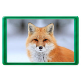 Магнит 45*70 с принтом Лиса в Кировске, Пластик | Размер: 78*52 мм; Размер печати: 70*45 | animal | fox | look | predator | red | sly | wild | взгляд | дикая | животное | лиса | рыжая | хитрая | хищник